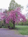 Prunus serrulata (#2)